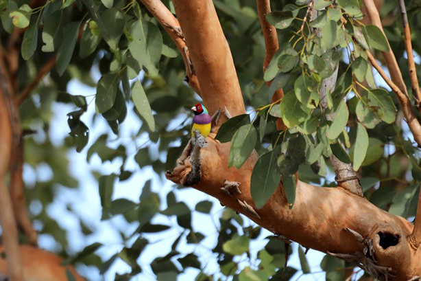 ABSF Explained: Biodiversity