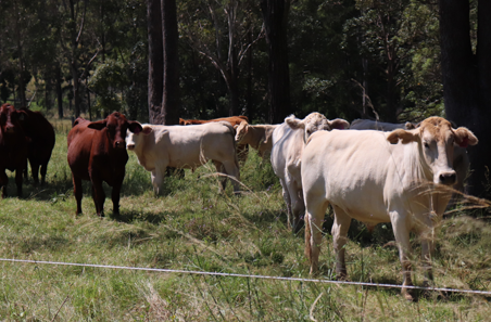 Australian beef industry’s sustainability report card released