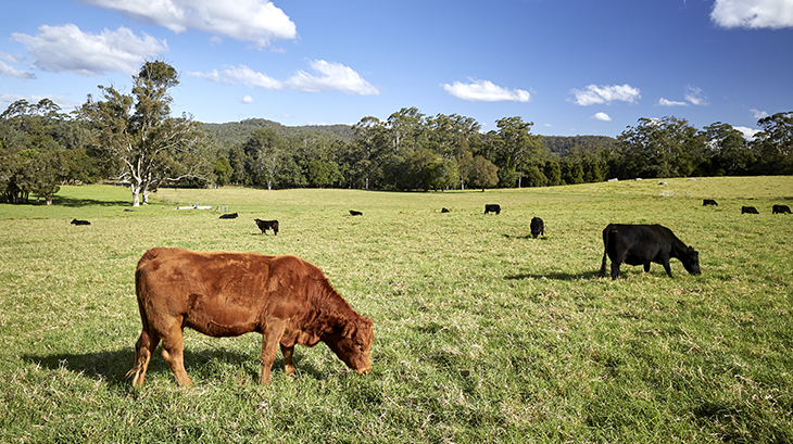 <strong>Beef</strong> producer <strong>sustainability</strong> survey now open
