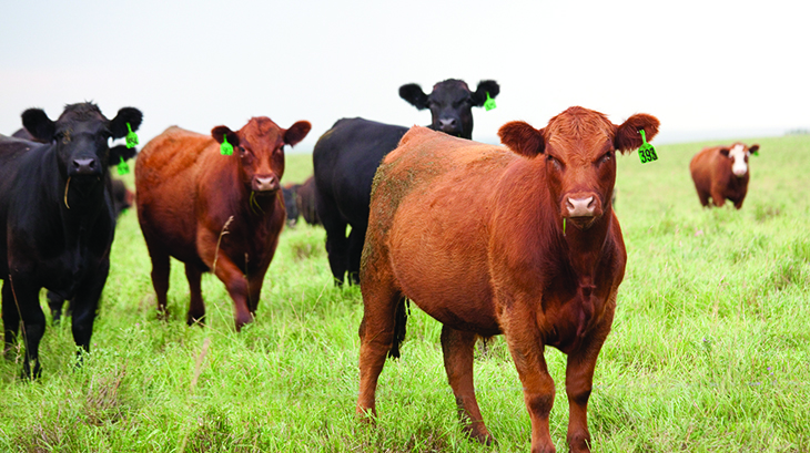 <strong>Animal Welfare</strong> and Environment Hot Topics in Beef Future