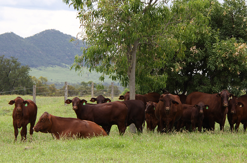 Aussie beef: halving emissions and leading sustainable production